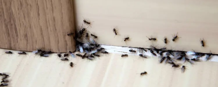 ant control mount waverley