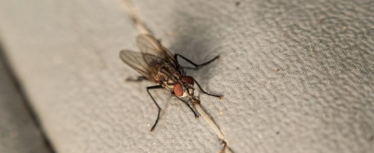 flea control mount waverley