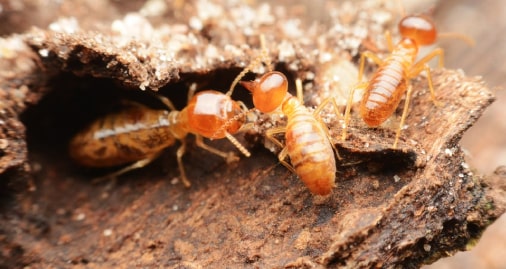 termites control in mount waverley