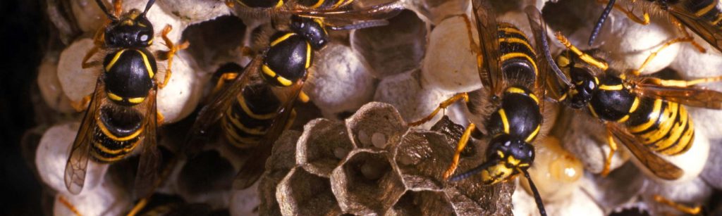 Bee And Wasp Removal 